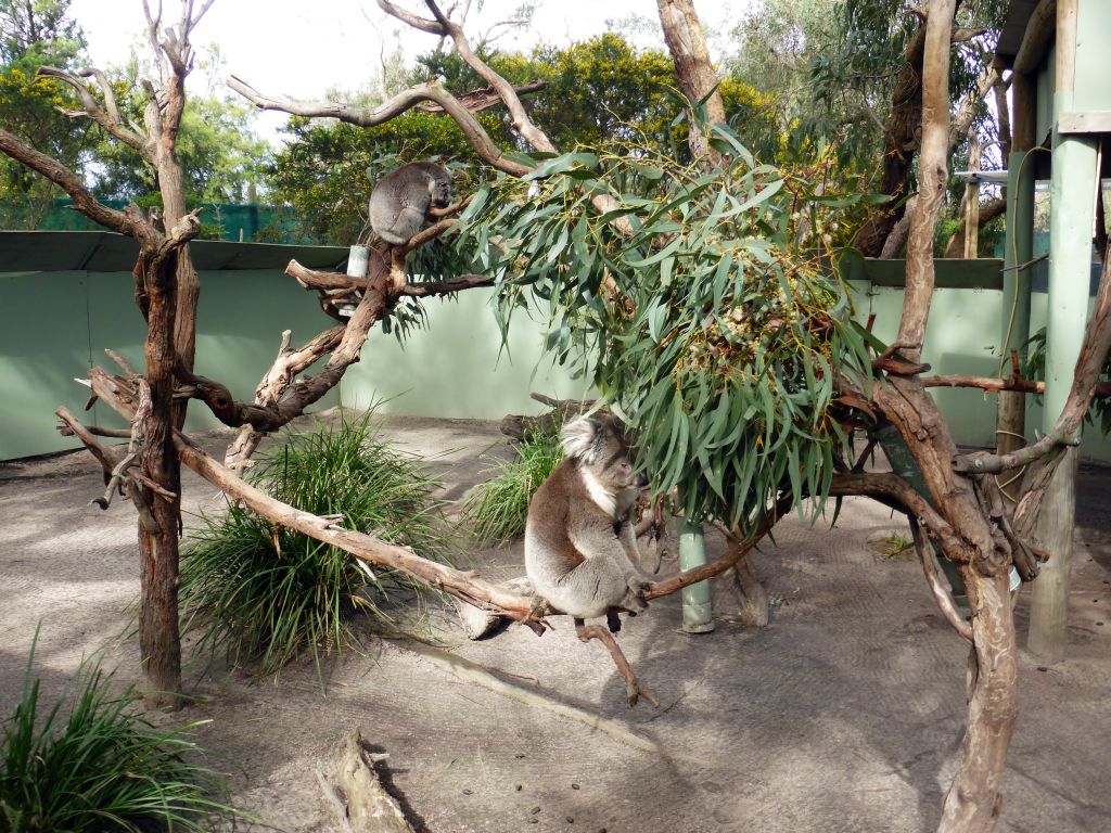 Koalas at the Moonlit Sanctuary Wildlife Conservation Park