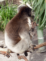 Koala at the Moonlit Sanctuary Wildlife Conservation Park