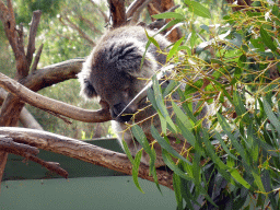 Koala at the Moonlit Sanctuary Wildlife Conservation Park