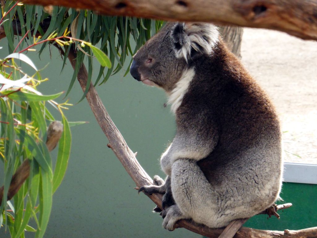 Koala at the Moonlit Sanctuary Wildlife Conservation Park