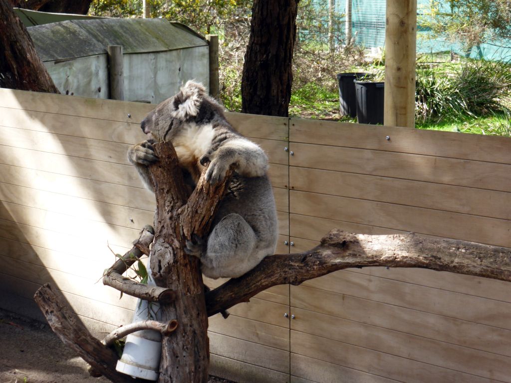 Koala at the Moonlit Sanctuary Wildlife Conservation Park