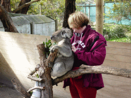 Koala and a tourist at the Moonlit Sanctuary Wildlife Conservation Park