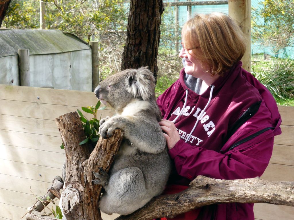 Koala and a tourist at the Moonlit Sanctuary Wildlife Conservation Park