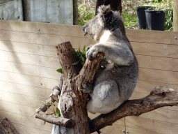 Koala at the Moonlit Sanctuary Wildlife Conservation Park
