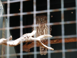 Owl at the Moonlit Sanctuary Wildlife Conservation Park