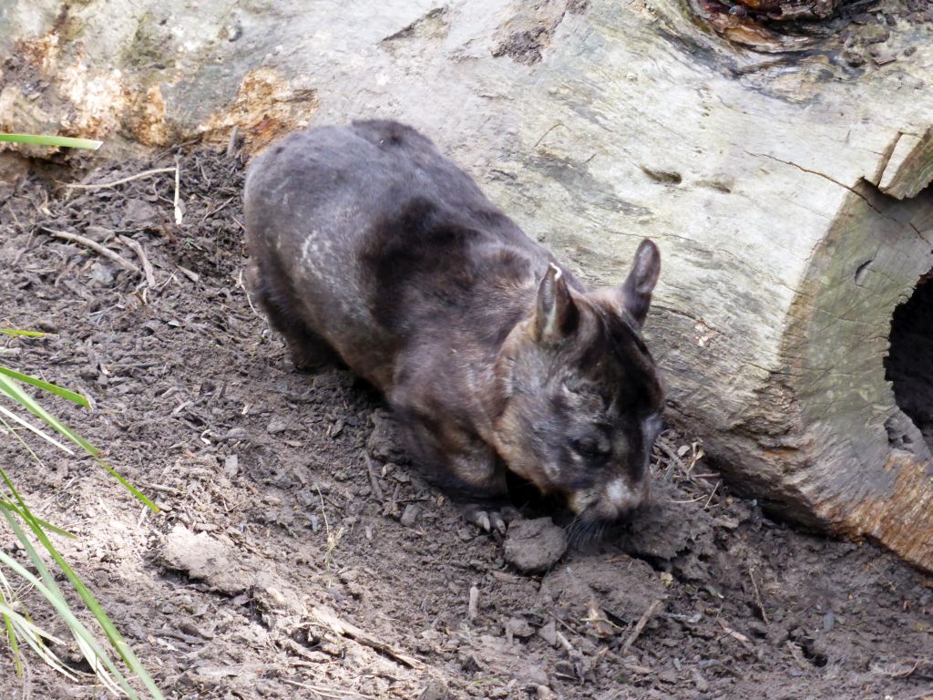 Female Wombat at the Moonlit Sanctuary Wildlife Conservation Park