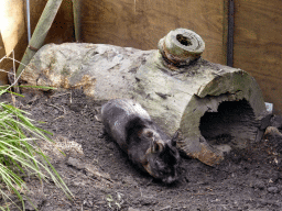 Female Wombat at the Moonlit Sanctuary Wildlife Conservation Park