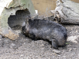 Female Wombat at the Moonlit Sanctuary Wildlife Conservation Park