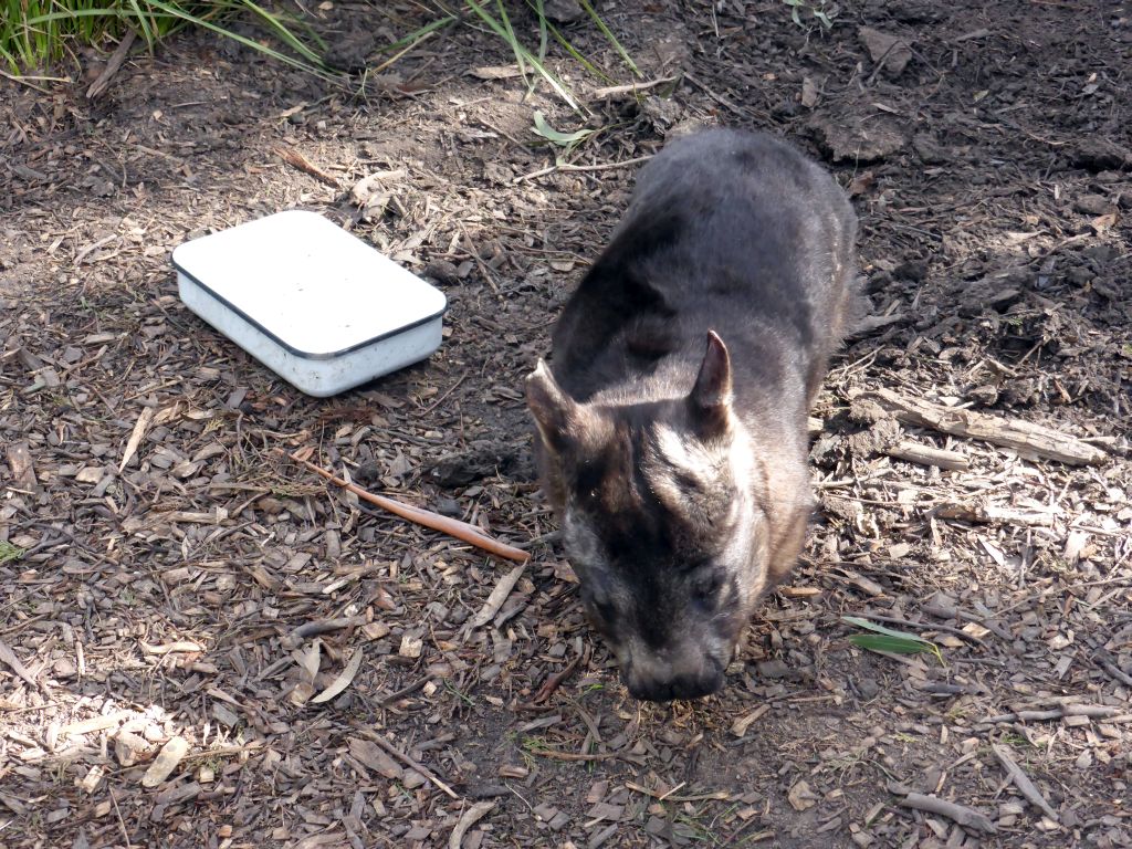 Female Wombat at the Moonlit Sanctuary Wildlife Conservation Park