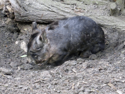 Female Wombat at the Moonlit Sanctuary Wildlife Conservation Park