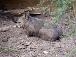 Male Wombat at the Moonlit Sanctuary Wildlife Conservation Park