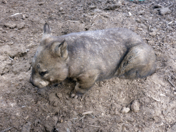 Male Wombat at the Moonlit Sanctuary Wildlife Conservation Park