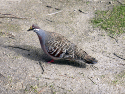 Pigeon at the Moonlit Sanctuary Wildlife Conservation Park