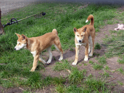 Young Dingos at the Moonlit Sanctuary Wildlife Conservation Park