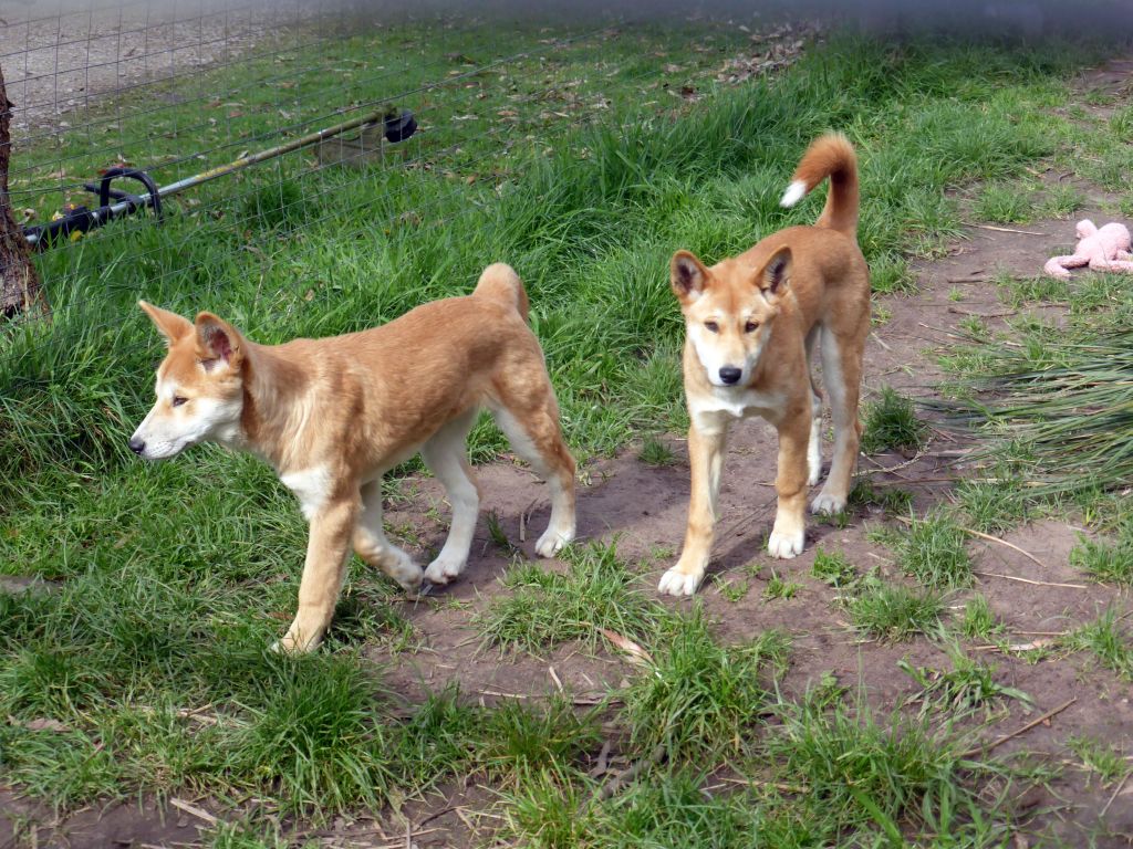 Young Dingos at the Moonlit Sanctuary Wildlife Conservation Park