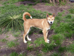 Young Dingo at the Moonlit Sanctuary Wildlife Conservation Park