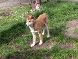 Young Dingo at the Moonlit Sanctuary Wildlife Conservation Park