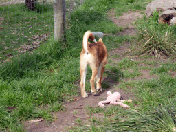 Young Dingo at the Moonlit Sanctuary Wildlife Conservation Park