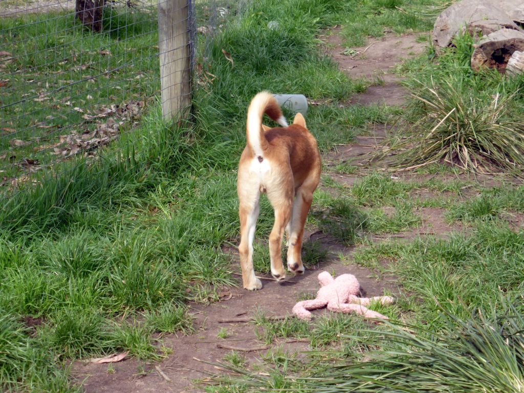 Young Dingo at the Moonlit Sanctuary Wildlife Conservation Park