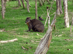 Wallaby at the Moonlit Sanctuary Wildlife Conservation Park