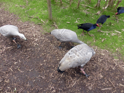 Cape Barren Geese and Eastern Swamphens at the Moonlit Sanctuary Wildlife Conservation Park