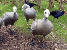 Cape Barren Geese and Eastern Swamphens at the Moonlit Sanctuary Wildlife Conservation Park