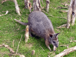 Wallaby at the Wallaby Walk at the Moonlit Sanctuary Wildlife Conservation Park