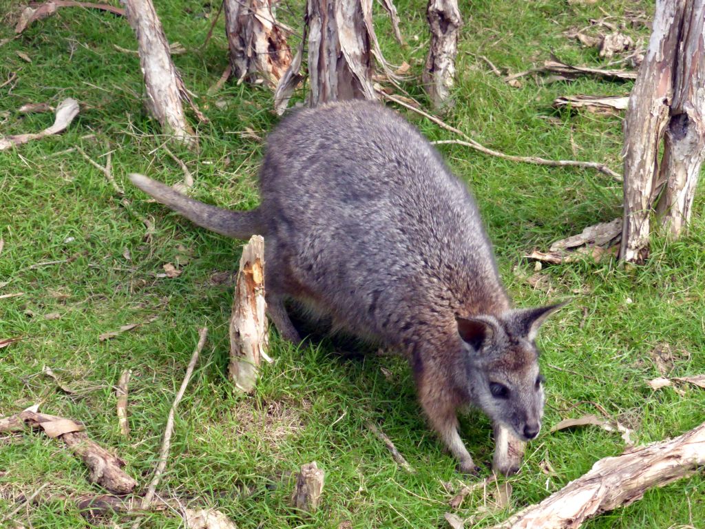 Wallaby at the Wallaby Walk at the Moonlit Sanctuary Wildlife Conservation Park