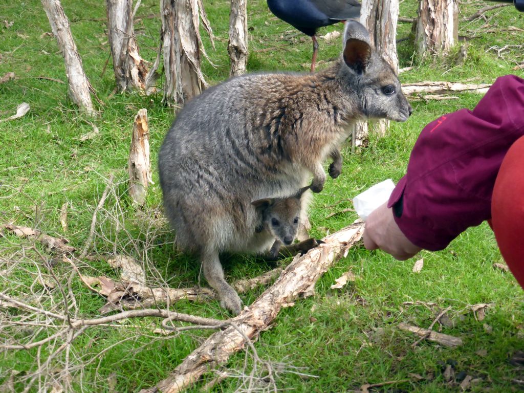 Wallaby with Joey at the Wallaby Walk at the Moonlit Sanctuary Wildlife Conservation Park