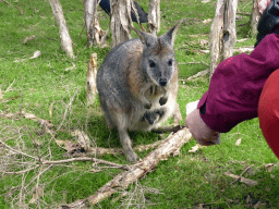 Wallaby with Joey at the Wallaby Walk at the Moonlit Sanctuary Wildlife Conservation Park