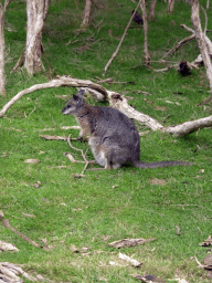 Wallaby at the Wallaby Walk at the Moonlit Sanctuary Wildlife Conservation Park