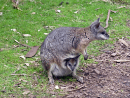 Wallaby with Joey at the Wallaby Walk at the Moonlit Sanctuary Wildlife Conservation Park