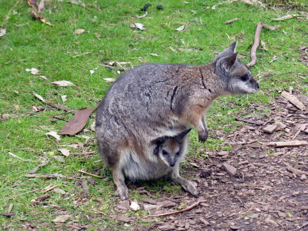 Wallaby with Joey at the Wallaby Walk at the Moonlit Sanctuary Wildlife Conservation Park