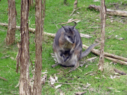 Wallaby with Joey at the Wallaby Walk at the Moonlit Sanctuary Wildlife Conservation Park