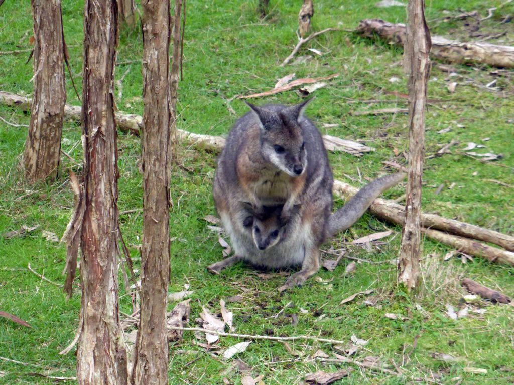 Wallaby with Joey at the Wallaby Walk at the Moonlit Sanctuary Wildlife Conservation Park