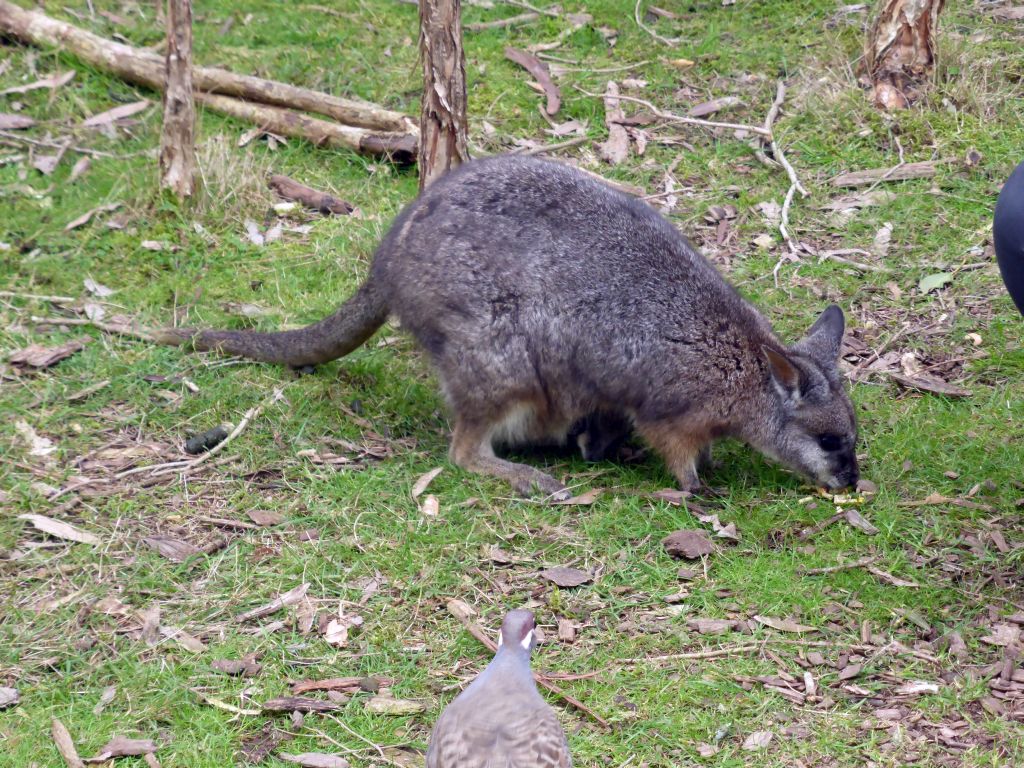 Wallaby with Joey at the Wallaby Walk at the Moonlit Sanctuary Wildlife Conservation Park