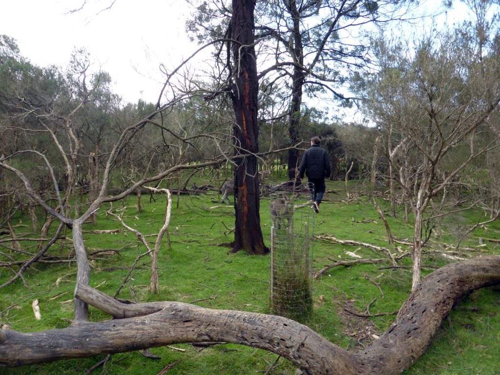 Our tour guide and Kangaroos at the Wallaby Walk at the Moonlit Sanctuary Wildlife Conservation Park