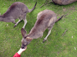Miaomiao feeding Kangaroos at the Wallaby Walk at the Moonlit Sanctuary Wildlife Conservation Park