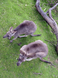 Kangaroos at the Wallaby Walk at the Moonlit Sanctuary Wildlife Conservation Park