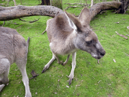 Kangaroos at the Wallaby Walk at the Moonlit Sanctuary Wildlife Conservation Park