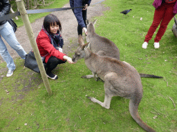 Miaomiao feeding Kangaroos at the Wallaby Walk at the Moonlit Sanctuary Wildlife Conservation Park