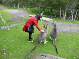 Miaomiao with Kangaroos at the Wallaby Walk at the Moonlit Sanctuary Wildlife Conservation Park