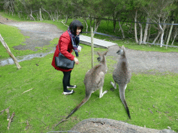 Miaomiao with Kangaroos at the Wallaby Walk at the Moonlit Sanctuary Wildlife Conservation Park