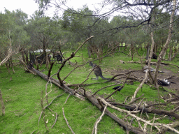 Kangaroos at the Wallaby Walk at the Moonlit Sanctuary Wildlife Conservation Park