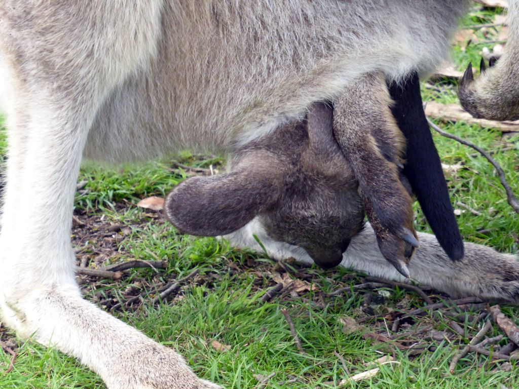 Kangaroo with Joey at the Wallaby Walk at the Moonlit Sanctuary Wildlife Conservation Park