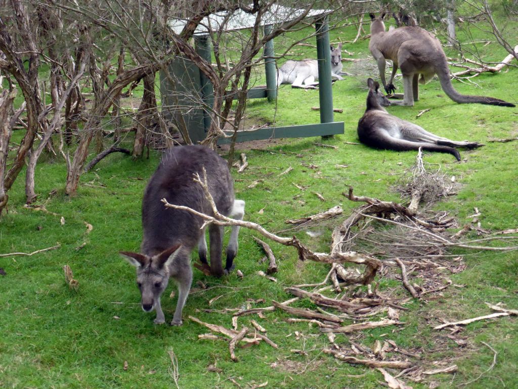 Kangaroos at the Wallaby Walk at the Moonlit Sanctuary Wildlife Conservation Park