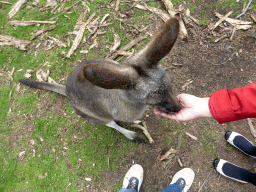 Miaomiao feeding a Kangaroo at the Wallaby Walk at the Moonlit Sanctuary Wildlife Conservation Park