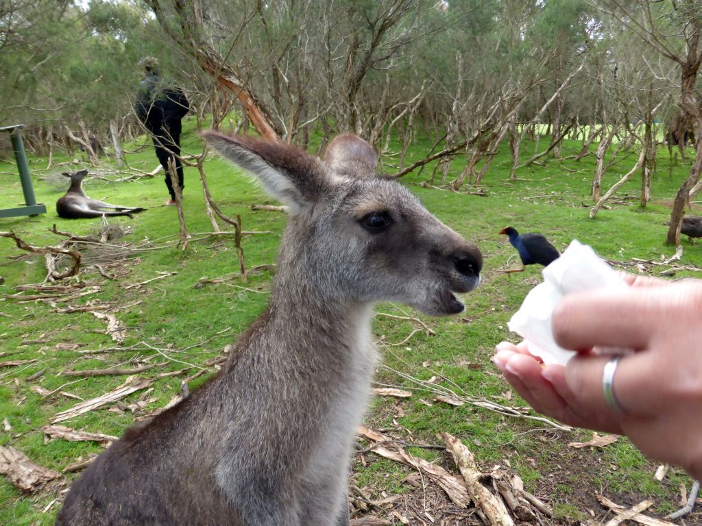 Miaomiao feeding a Kangaroo at the Wallaby Walk at the Moonlit Sanctuary Wildlife Conservation Park