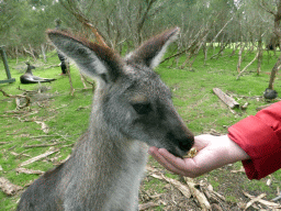 Miaomiao feeding a Kangaroo at the Wallaby Walk at the Moonlit Sanctuary Wildlife Conservation Park