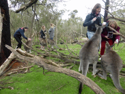 Kangaroos and tourists at the Wallaby Walk at the Moonlit Sanctuary Wildlife Conservation Park